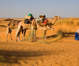 Camel tours in Mauritania